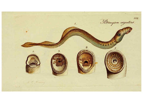 Reproducción/Reproduction 6005496625: M.E. Blochii ... Systema ichthyologiae iconibus CX illustratum v.2 Berolini :Sumtibus auctoris impressum et Bibliopolio Sanderiano commissum,1801