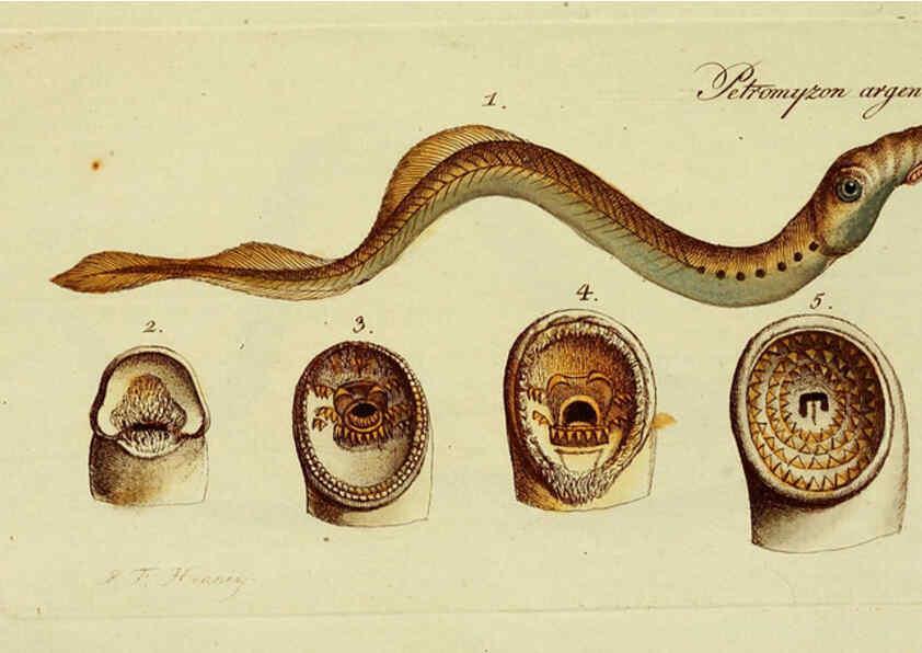 Reproducción/Reproduction 6005496625: M.E. Blochii ... Systema ichthyologiae iconibus CX illustratum v.2 Berolini :Sumtibus auctoris impressum et Bibliopolio Sanderiano commissum,1801