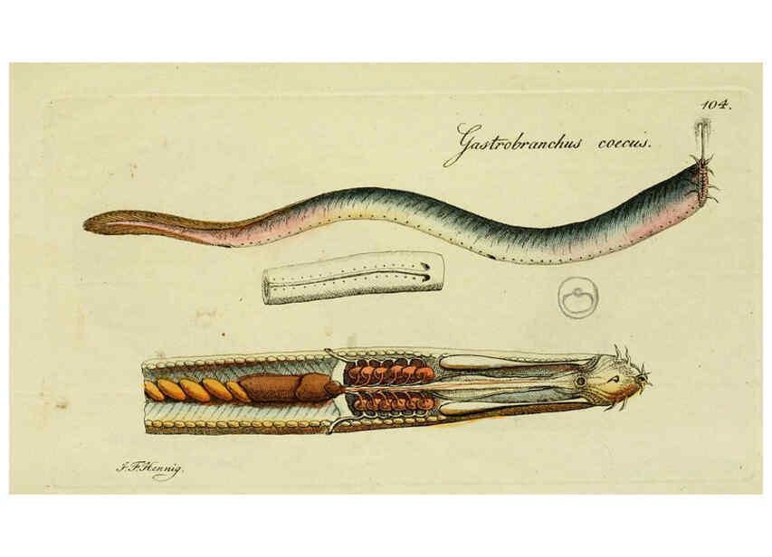 Reproducción/Reproduction 6006039836: M.E. Blochii ... Systema ichthyologiae iconibus CX illustratum v.2 Berolini :Sumtibus auctoris impressum et Bibliopolio Sanderiano commissum,1801