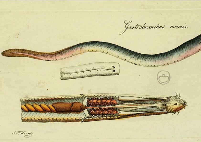 Reproducción/Reproduction 6006039836: M.E. Blochii ... Systema ichthyologiae iconibus CX illustratum v.2 Berolini :Sumtibus auctoris impressum et Bibliopolio Sanderiano commissum,1801