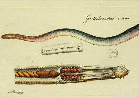 Reproducción/Reproduction 6006039836: M.E. Blochii ... Systema ichthyologiae iconibus CX illustratum v.2 Berolini :Sumtibus auctoris impressum et Bibliopolio Sanderiano commissum,1801