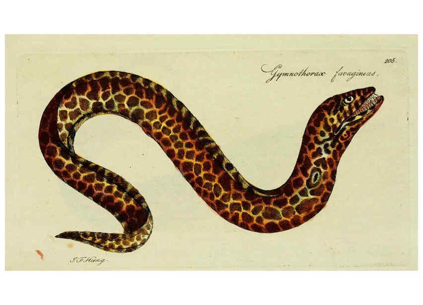Reproducción/Reproduction 6005497103: M.E. Blochii ... Systema ichthyologiae iconibus CX illustratum v.2 Berolini :Sumtibus auctoris impressum et Bibliopolio Sanderiano commissum,1801