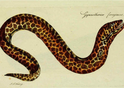Reproducción/Reproduction 6005497103: M.E. Blochii ... Systema ichthyologiae iconibus CX illustratum v.2 Berolini :Sumtibus auctoris impressum et Bibliopolio Sanderiano commissum,1801