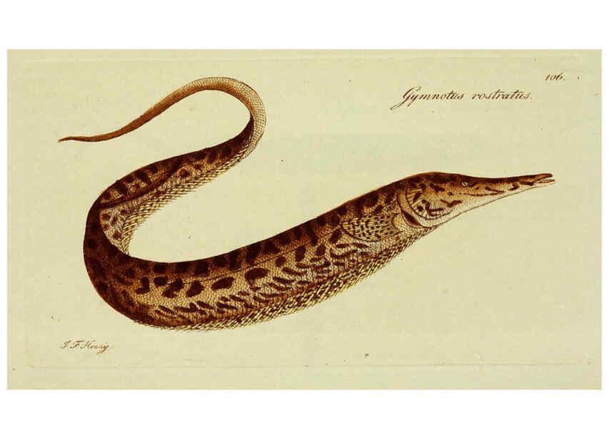 Reproducción/Reproduction 6005497449: M.E. Blochii ... Systema ichthyologiae iconibus CX illustratum v.2 Berolini :Sumtibus auctoris impressum et Bibliopolio Sanderiano commissum,1801