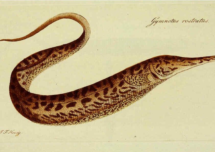 Reproducción/Reproduction 6005497449: M.E. Blochii ... Systema ichthyologiae iconibus CX illustratum v.2 Berolini :Sumtibus auctoris impressum et Bibliopolio Sanderiano commissum,1801
