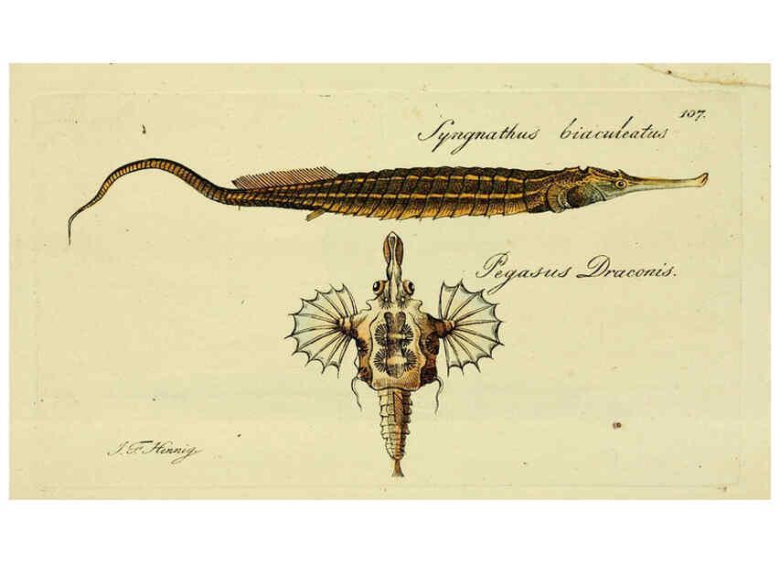 Reproducción/Reproduction 6005497799: M.E. Blochii ... Systema ichthyologiae iconibus CX illustratum v.2 Berolini :Sumtibus auctoris impressum et Bibliopolio Sanderiano commissum,1801