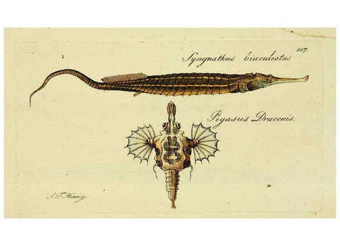 Reproducción/Reproduction 6005497799: M.E. Blochii ... Systema ichthyologiae iconibus CX illustratum v.2 Berolini :Sumtibus auctoris impressum et Bibliopolio Sanderiano commissum,1801