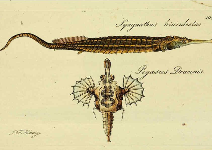 Reproducción/Reproduction 6005497799: M.E. Blochii ... Systema ichthyologiae iconibus CX illustratum v.2 Berolini :Sumtibus auctoris impressum et Bibliopolio Sanderiano commissum,1801