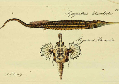 Reproducción/Reproduction 6005497799: M.E. Blochii ... Systema ichthyologiae iconibus CX illustratum v.2 Berolini :Sumtibus auctoris impressum et Bibliopolio Sanderiano commissum,1801