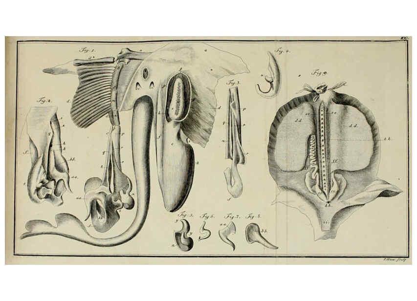 Reproducción/Reproduction 6005498413: M.E. Blochii ... Systema ichthyologiae iconibus CX illustratum v.2 Berolini :Sumtibus auctoris impressum et Bibliopolio Sanderiano commissum,1801