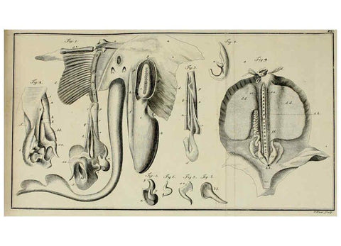 Reproducción/Reproduction 6005498413: M.E. Blochii ... Systema ichthyologiae iconibus CX illustratum v.2 Berolini :Sumtibus auctoris impressum et Bibliopolio Sanderiano commissum,1801