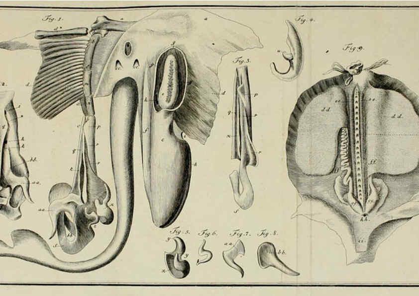 Reproducción/Reproduction 6005498413: M.E. Blochii ... Systema ichthyologiae iconibus CX illustratum v.2 Berolini :Sumtibus auctoris impressum et Bibliopolio Sanderiano commissum,1801