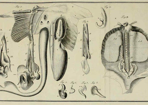 Reproducción/Reproduction 6005498413: M.E. Blochii ... Systema ichthyologiae iconibus CX illustratum v.2 Berolini :Sumtibus auctoris impressum et Bibliopolio Sanderiano commissum,1801