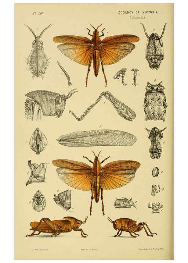 Reproducción/Reproduction 6007970795: Natural history of Victoria. Dec.11-15 Melbourne,J.Ferres, government printer;1885-90