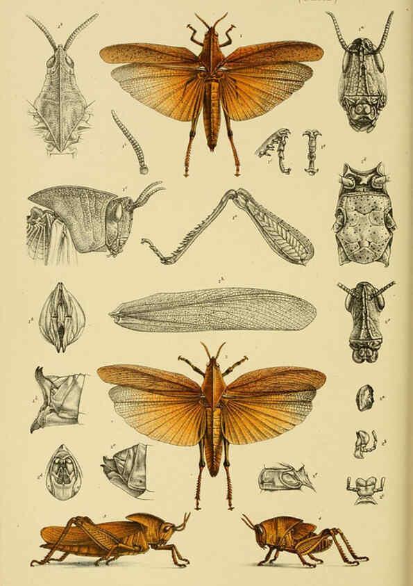 Reproducción/Reproduction 6007970795: Natural history of Victoria. Dec.11-15 Melbourne,J.Ferres, government printer;1885-90