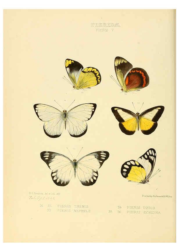 Reproducción/Reproduction 6005592563: Illustrations of new species of exotic butterflies v.1 London :John Van Voorst,[1856]-1876