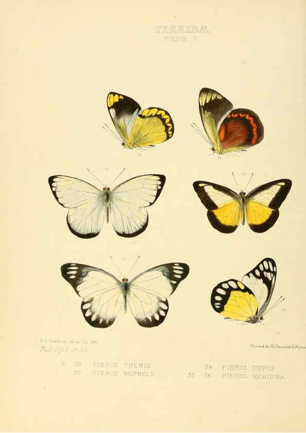 Reproducción/Reproduction 6005592563: Illustrations of new species of exotic butterflies v.1 London :John Van Voorst,[1856]-1876