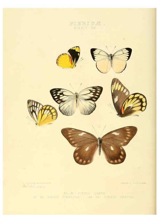 Reproducción/Reproduction 6006135600: Illustrations of new species of exotic butterflies v.1 London :John Van Voorst,[1856]-1876