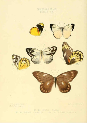 Reproducción/Reproduction 6006135600: Illustrations of new species of exotic butterflies v.1 London :John Van Voorst,[1856]-1876