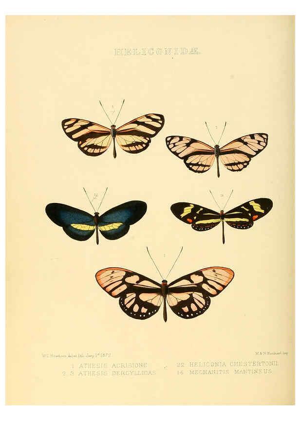 Reproducción/Reproduction 6006142556: Illustrations of new species of exotic butterflies v.1 London :John Van Voorst,[1856]-1876