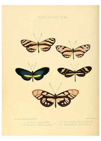 Reproducción/Reproduction 6006142556: Illustrations of new species of exotic butterflies v.1 London :John Van Voorst,[1856]-1876