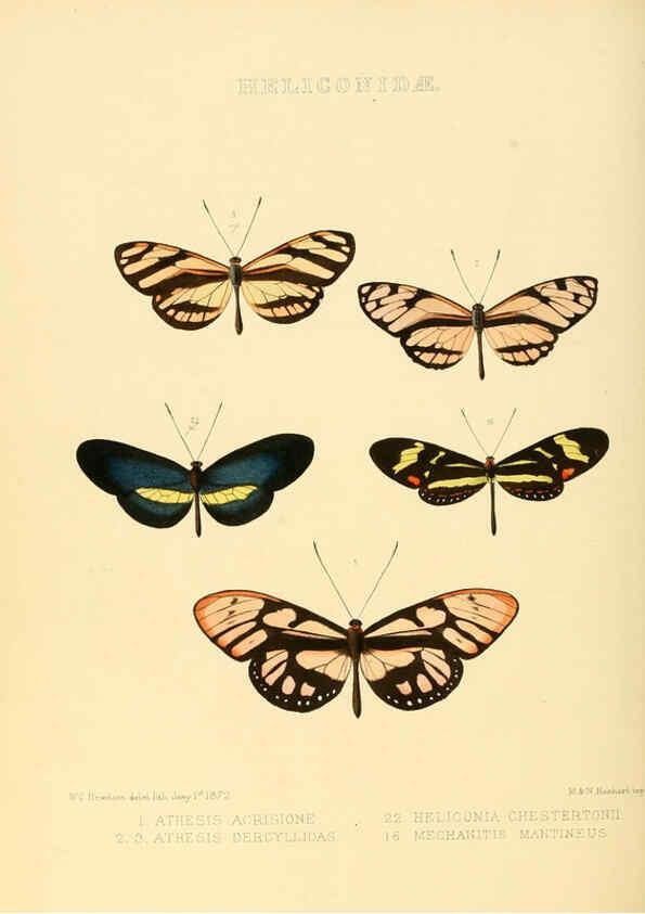 Reproducción/Reproduction 6006142556: Illustrations of new species of exotic butterflies v.1 London :John Van Voorst,[1856]-1876