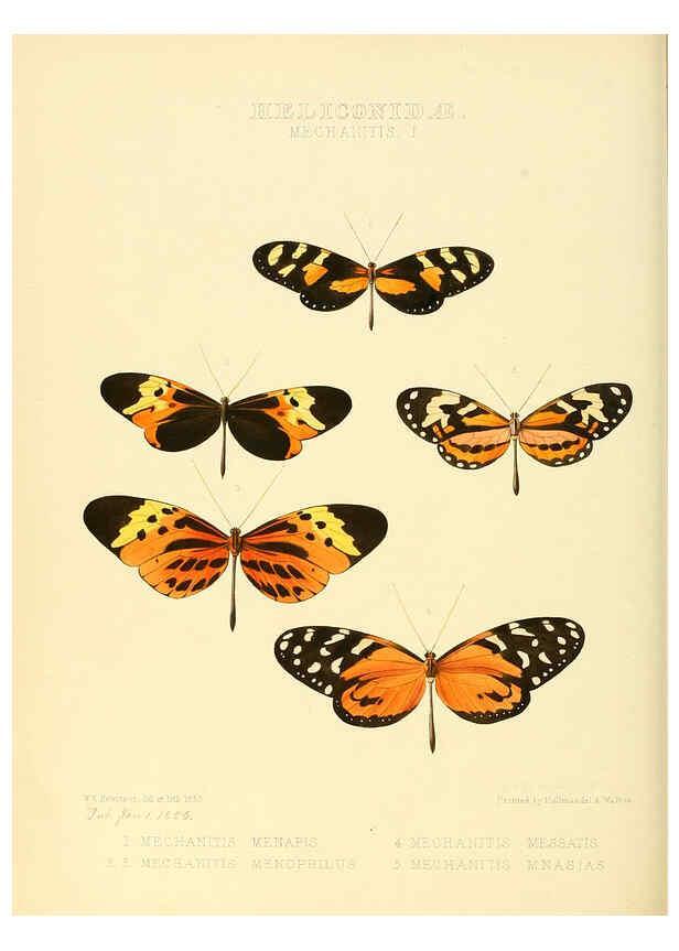 Reproducción/Reproduction 6005599889: Illustrations of new species of exotic butterflies v.1 London :John Van Voorst,[1856]-1876