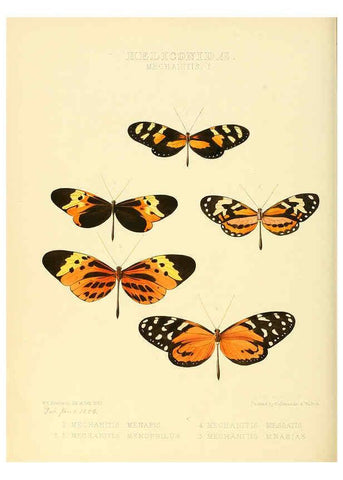 Reproducción/Reproduction 6005599889: Illustrations of new species of exotic butterflies v.1 London :John Van Voorst,[1856]-1876