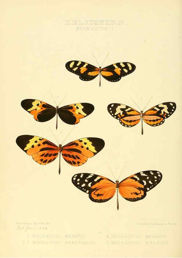 Reproducción/Reproduction 6005599889: Illustrations of new species of exotic butterflies v.1 London :John Van Voorst,[1856]-1876