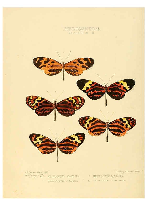 Reproducción/Reproduction 6005600223: Illustrations of new species of exotic butterflies v.1 London :John Van Voorst,[1856]-1876