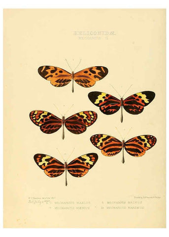 Reproducción/Reproduction 6005600223: Illustrations of new species of exotic butterflies v.1 London :John Van Voorst,[1856]-1876