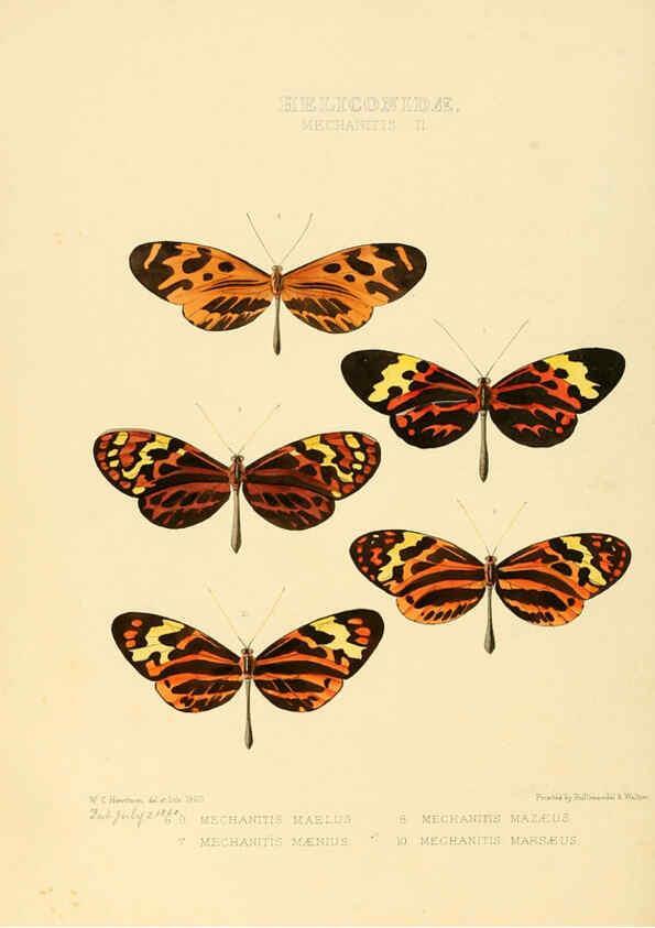 Reproducción/Reproduction 6005600223: Illustrations of new species of exotic butterflies v.1 London :John Van Voorst,[1856]-1876