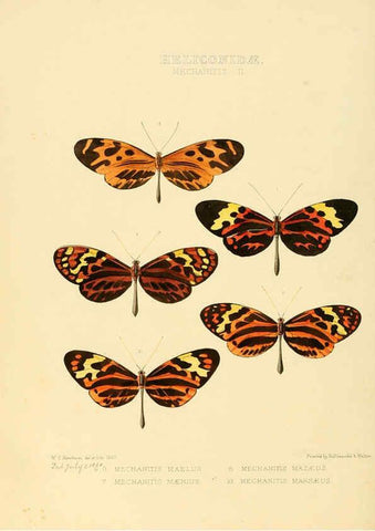 Reproducción/Reproduction 6005600223: Illustrations of new species of exotic butterflies v.1 London :John Van Voorst,[1856]-1876
