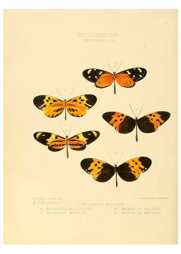 Reproducción/Reproduction 6005600501: Illustrations of new species of exotic butterflies v.1 London :John Van Voorst,[1856]-1876