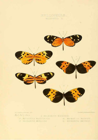 Reproducción/Reproduction 6005600501: Illustrations of new species of exotic butterflies v.1 London :John Van Voorst,[1856]-1876