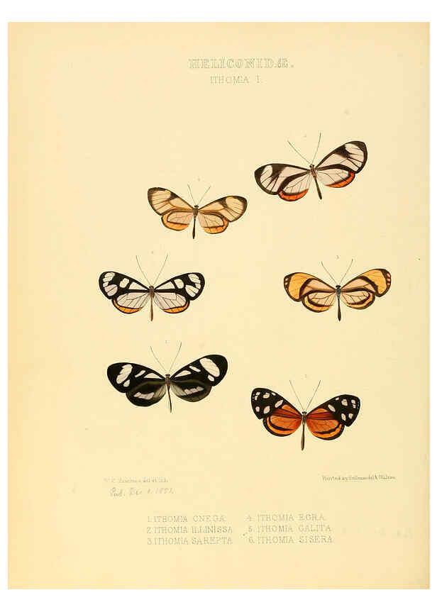 Reproducción/Reproduction 6006143636: Illustrations of new species of exotic butterflies v.1 London :John Van Voorst,[1856]-1876