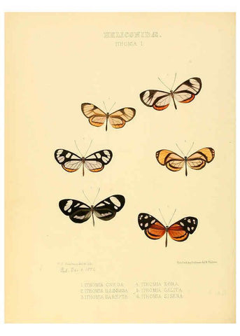 Reproducción/Reproduction 6006143636: Illustrations of new species of exotic butterflies v.1 London :John Van Voorst,[1856]-1876