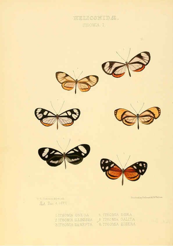 Reproducción/Reproduction 6006143636: Illustrations of new species of exotic butterflies v.1 London :John Van Voorst,[1856]-1876