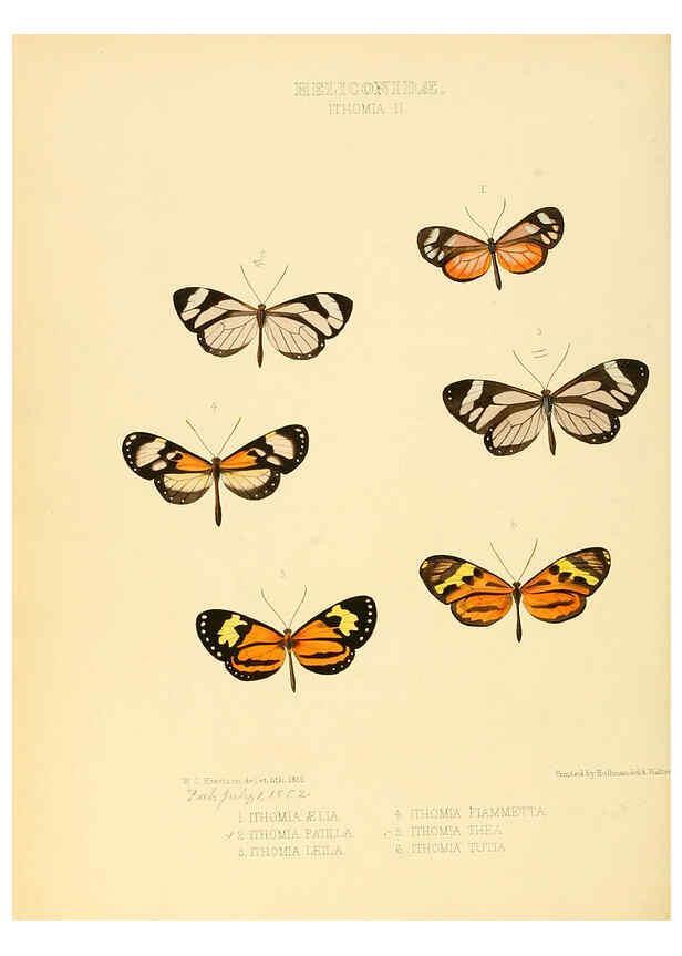 Reproducción/Reproduction 6006143902: Illustrations of new species of exotic butterflies v.1 London :John Van Voorst,[1856]-1876