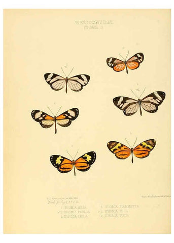 Reproducción/Reproduction 6006143902: Illustrations of new species of exotic butterflies v.1 London :John Van Voorst,[1856]-1876