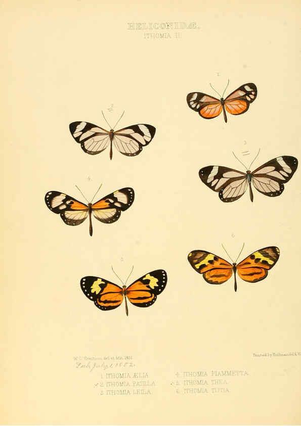 Reproducción/Reproduction 6006143902: Illustrations of new species of exotic butterflies v.1 London :John Van Voorst,[1856]-1876