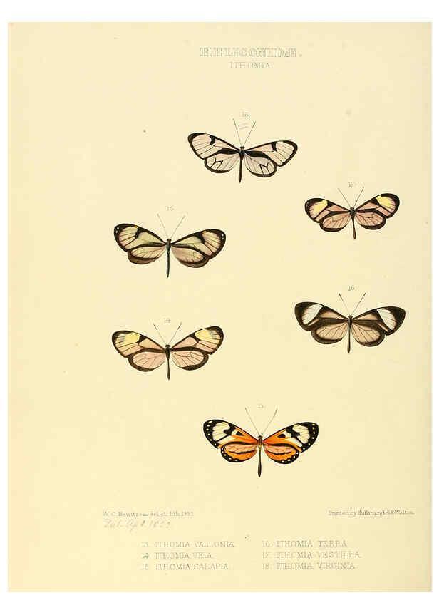 Reproducción/Reproduction 6005601403: Illustrations of new species of exotic butterflies v.1 London :John Van Voorst,[1856]-1876