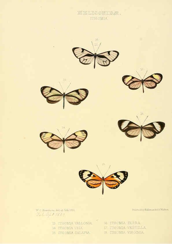 Reproducción/Reproduction 6005601403: Illustrations of new species of exotic butterflies v.1 London :John Van Voorst,[1856]-1876