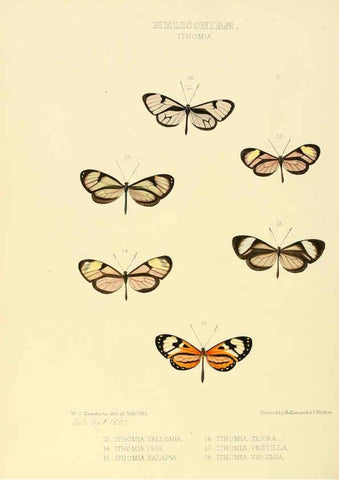 Reproducción/Reproduction 6005601403: Illustrations of new species of exotic butterflies v.1 London :John Van Voorst,[1856]-1876