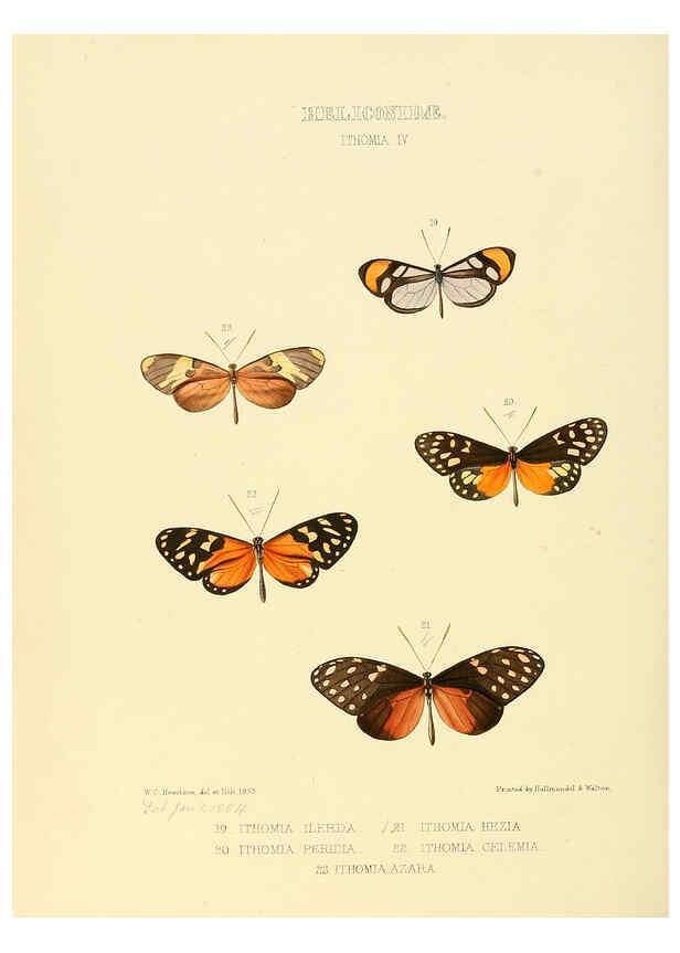 Reproducción/Reproduction 6006144522: Illustrations of new species of exotic butterflies v.1 London :John Van Voorst,[1856]-1876