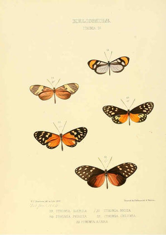 Reproducción/Reproduction 6006144522: Illustrations of new species of exotic butterflies v.1 London :John Van Voorst,[1856]-1876