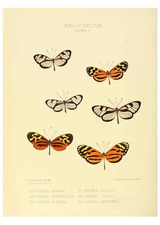 Reproducción/Reproduction 6005601839: Illustrations of new species of exotic butterflies v.1 London :John Van Voorst,[1856]-1876