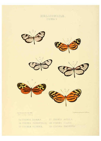 Reproducción/Reproduction 6005601839: Illustrations of new species of exotic butterflies v.1 London :John Van Voorst,[1856]-1876