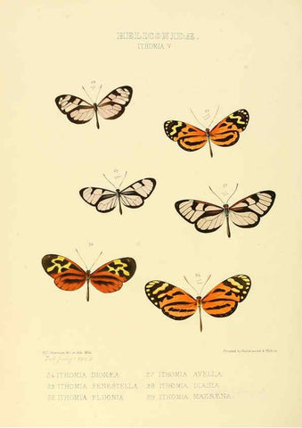 Reproducción/Reproduction 6005601839: Illustrations of new species of exotic butterflies v.1 London :John Van Voorst,[1856]-1876