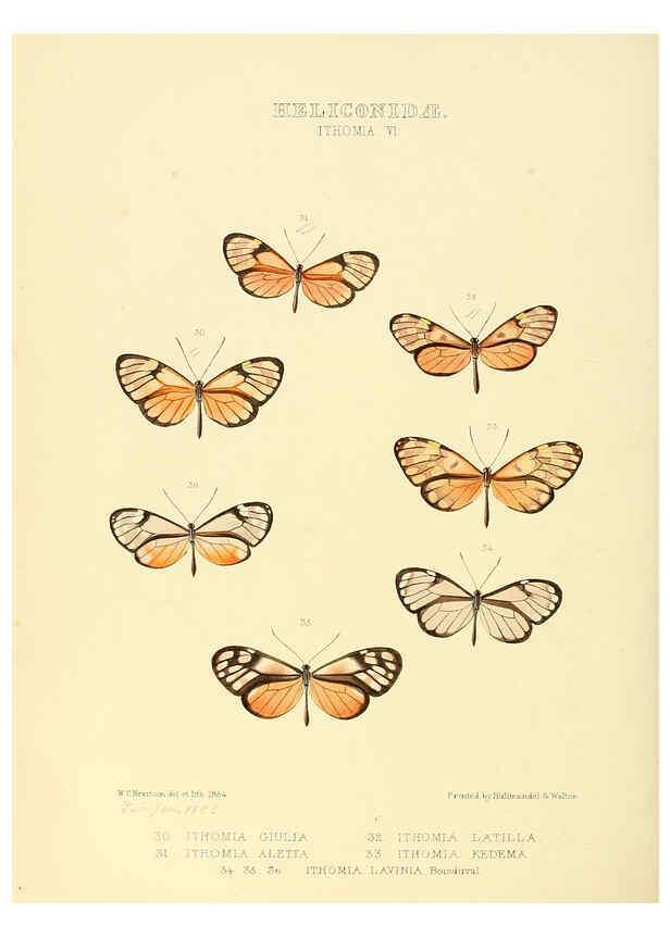 Reproducción/Reproduction 6005602401: Illustrations of new species of exotic butterflies v.1 London :John Van Voorst,[1856]-1876